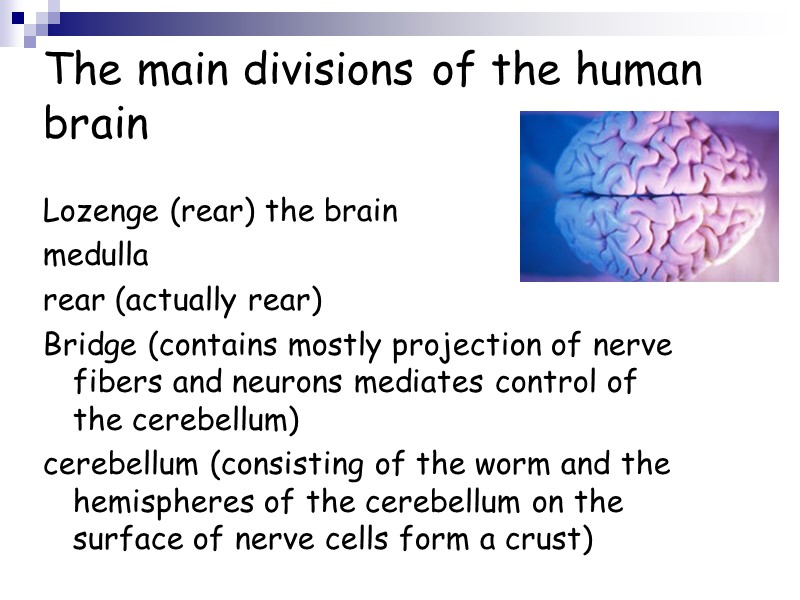The main divisions of the human brain Lozenge (rear) the brain medulla rear (actually